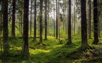 „Poznajemy produkty regionalne na polsko-niemieckim pograniczu” oraz “Razem dla lasu i ochrony klimatu”